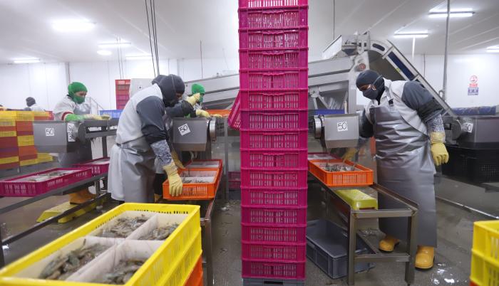 camarón+pandemia+exportación+ecuador