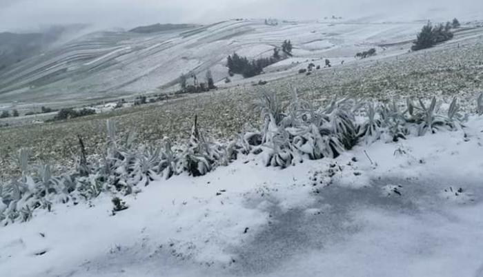 Nieve sierra