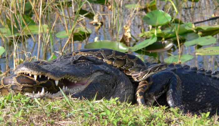 lagarto-piton-animales