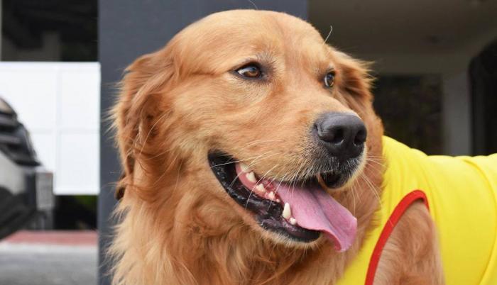 coloso mascota barcelona