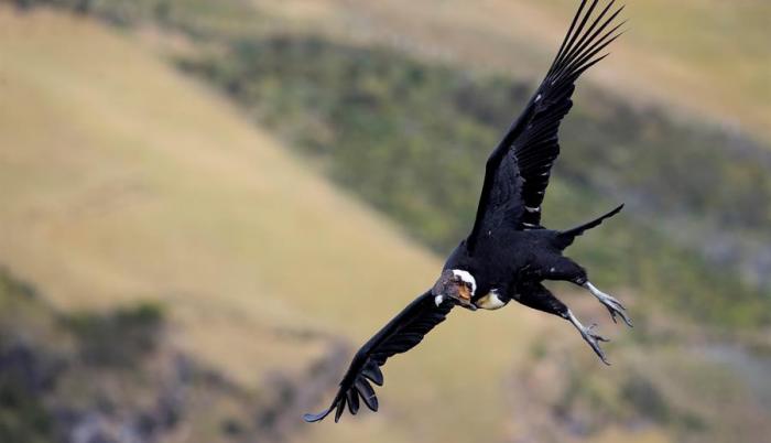condor-foto-ecuador-chile-colombia-bolivia-ciencia