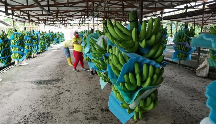 bananas