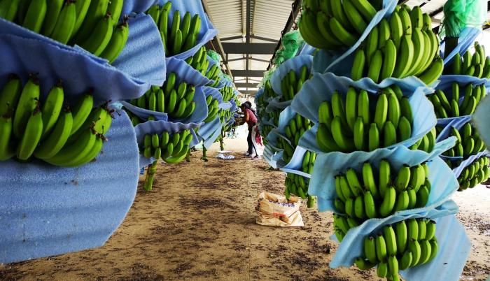 Producción. En algunas haciendas en zonas de la provincia de Los Ríos mejora la productividad.