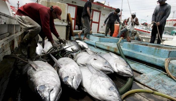 Al año, el país llega a procesar cerca de 500.000 toneladas de atún.