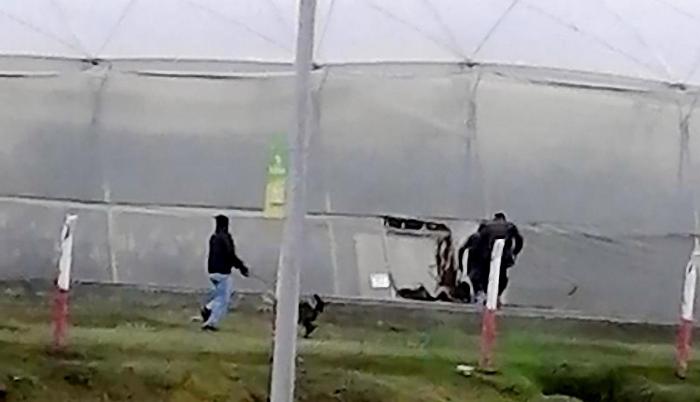 Video. En una captura de pantalla se observa a manifestantes ingresando a una florícola.