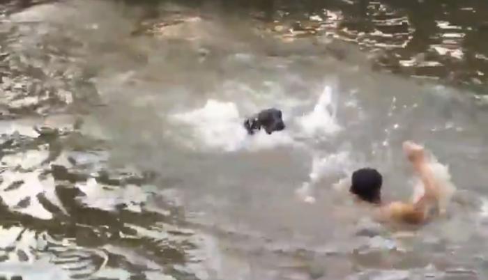 El perro da un salto para rescatar a su dueño.