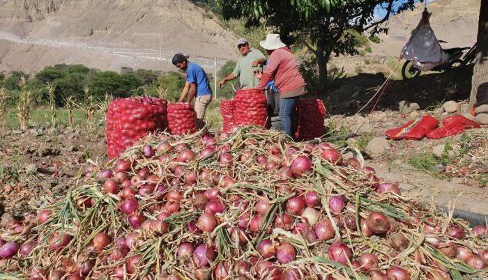 Antes, los campesinos vendían a 20 dólares el saco, ahora pierden por el creciente contrabando desde el Perú.