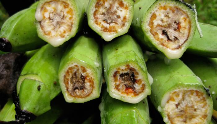 Moko. La enfermedad bacteriana provoca daños en los frutos. En Ecuador afecta más al plátano.