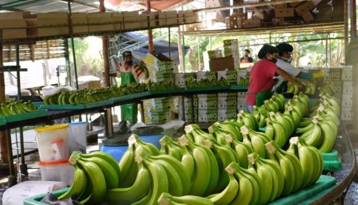 Europa reduce las importaciones desde Ecuador