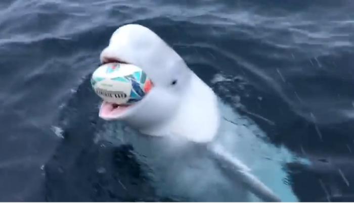 El cetáceo atrapaba la pelota y se la devolvía a un grupo de aficionados que se transportaban en un bote.