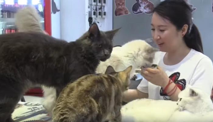 Pekín cambia el café con leche por el café con gatos y perros