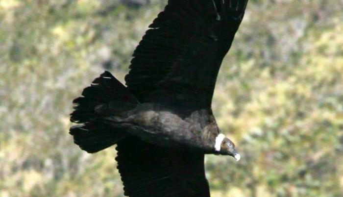 Nacio en Quito un polluelo de condor