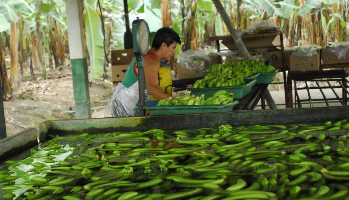 Prevención. La capacitación de pequeños productores sobre los efectos letales de este hongo será clave.