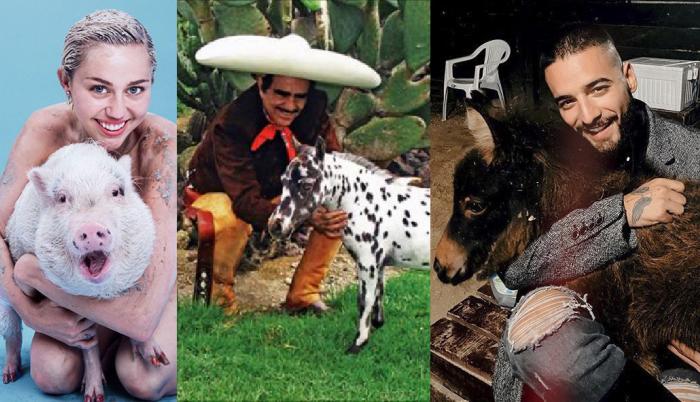 El cantante mexicano Vicente Fernández tenía dentro de su rancho Los Tres Potrillos, varios caballos miniatura.