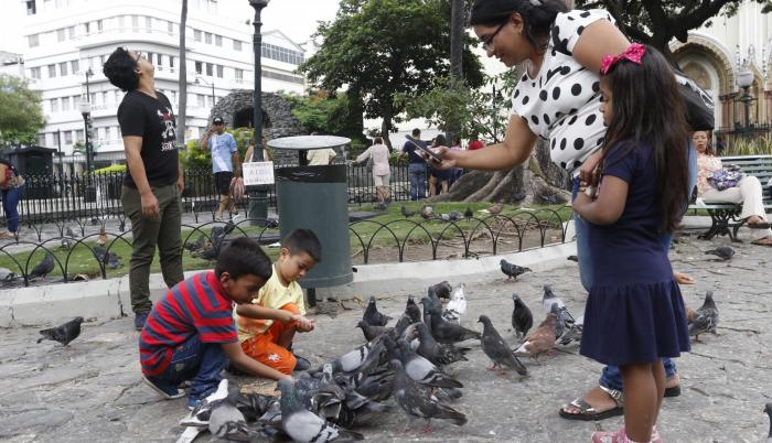 Palomas en el Parque Seminario.