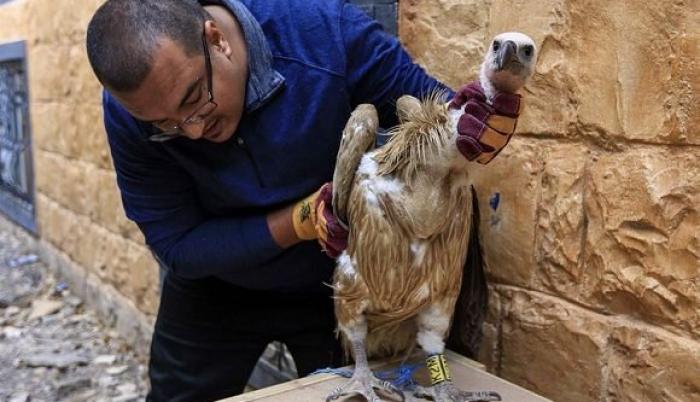 El pájaro, de color arena, se posó en Taez, una ciudad del sudoeste de Yemen.