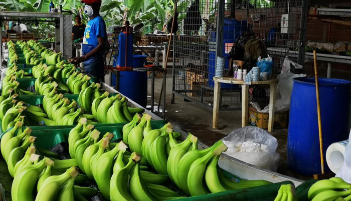 La prohibición de nuevas siembras es otro escollo, que ha permitido que países como Guatemala ganen algunos mercados que antes dominaba Ecuador.