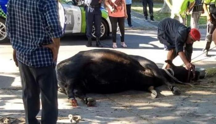 El animal pudo ser atrapado por una pareja de gauchos.
