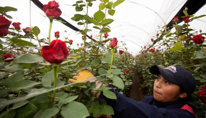 Referencial. Las fincas afectadas se ubican en la región de José Guango y Mulaló en la sierra central del Ecuador