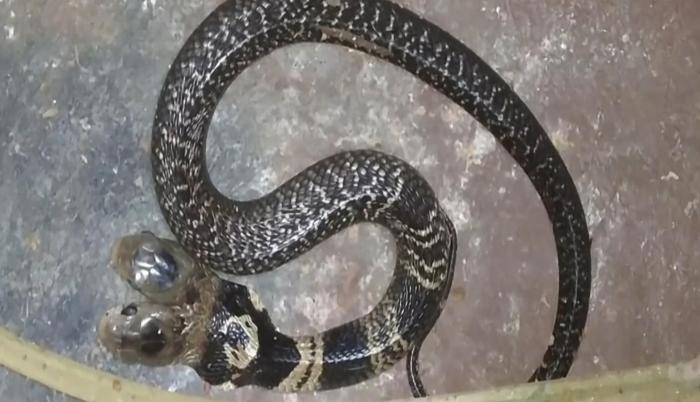 Una cobra de dos cabezas es venerada por pobladores de una localidad de India.