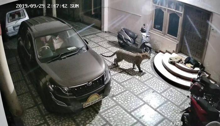 Un perro es atacado brutalmente por un leopardo mientras dormía