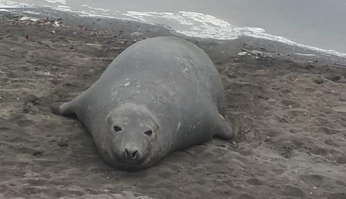 La presencia de un elefante marino en el balneario Puerto Hondo sorprendió a los moradores, la mañana del miércoles 13 de noviembre.