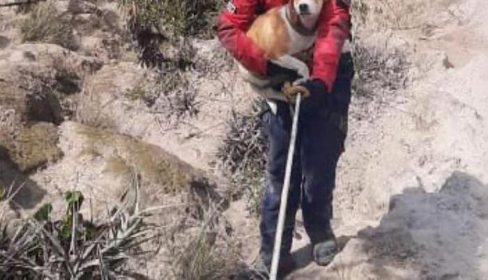 367 rescates de animales se produjeron el año pasado en Quito.