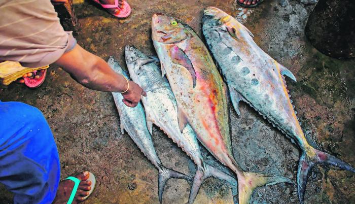 Ecuador es el líder en la pesca de túnidos en esta parte del Pacífico, con 222.580 toneladas.