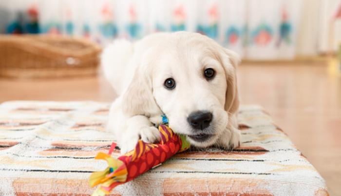 Desde el 2006 no se ha registrado ningún caso de rabia transmitida por el perro en México.