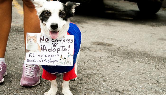 Mascotas en adopcion: Ellos buscan una casa, los ayudas