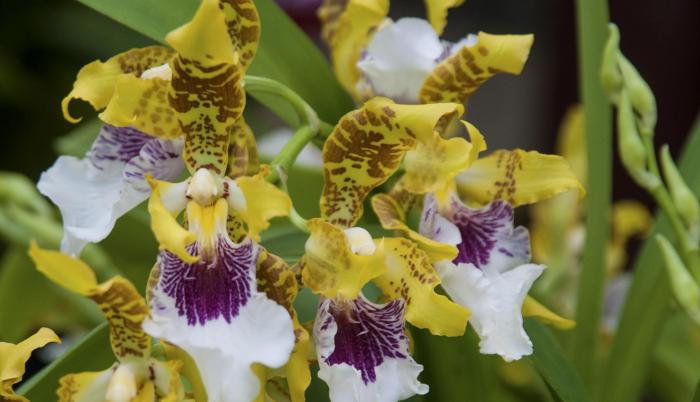 Otro gran motivo para visitar el Ecuador son sus orquídeas.
