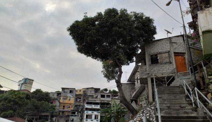 En Mapasingue, varias casas son sostenidas por un árbol. Moradores del sector piden a la propietaria que lo retire.