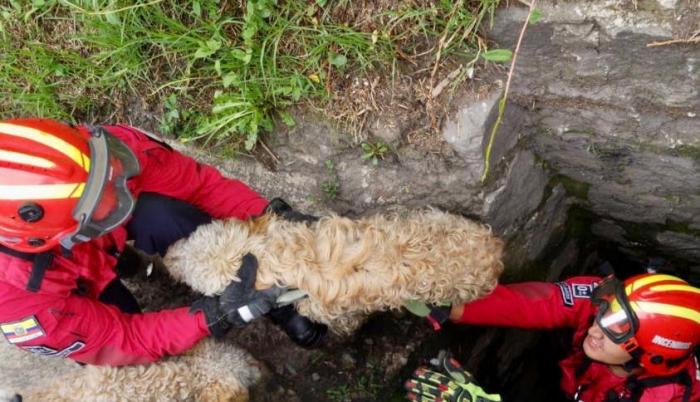 Rescatistas de animales: cinco lugares peligrosos de donde los salvan