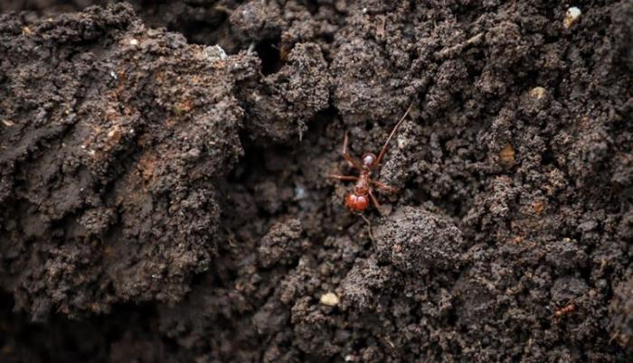 La hormiga tiene un alto valor proteico, según los habitantes del estado de Chiapas.