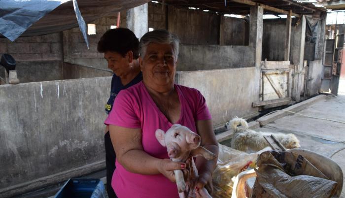 El cerdo nació el pasado viernes en Santa Ana, en Machala. Se cree que sus deformidades se deben al consumo de químicos. (Jhonny Crespo / Expreso)