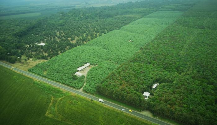 Entre banano y plátano hay registradas en el Ministerio de Agricultura y Ganadería, unas 300 mil hectáreas que generaron el año pasado 3.034 millones de dólares por concepto de exportaciones. Los Ríos (foto) es el mayor productor de banano y segundo de pl