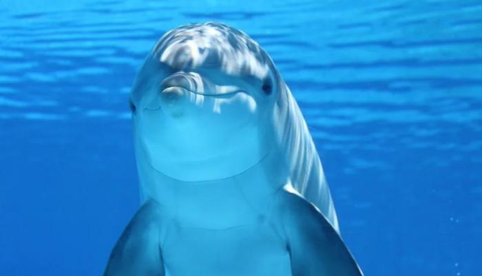 Los delfines son guiados hacia una trampa para matarlos a punta de cuchillo.
