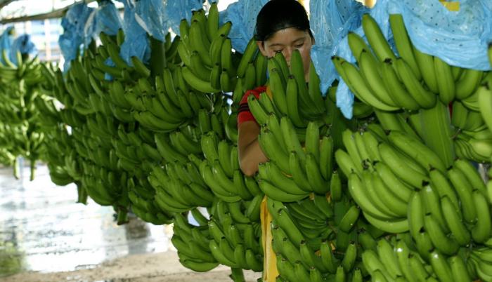El fusarium raza 4 es un hongo que afecta las plantaciones de banano.
