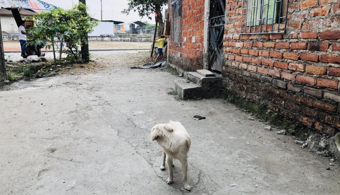 El animal embocó dos veces la cara del pequeño.