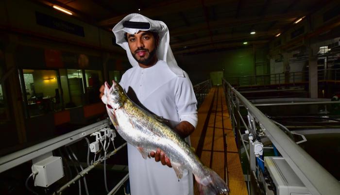 Desde una sala de control en medio del desierto de Dubái se recrean los amaneceres y atardeceres de Noruega y las frescas corrientes del Atlántico para producir salmón. Bader bin Mubarak, director ejecutivo de Fish Farm, sostiene un ejemplar criado en sus