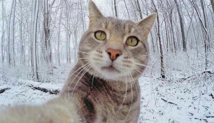 El felino acumula más de 530.000 seguidores.