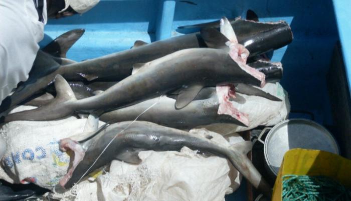 Pesca de tiburones decomisada.