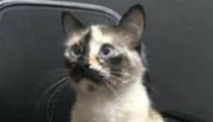 El heroico felino saltó sobre el pequeño y lo alejó del peligro.