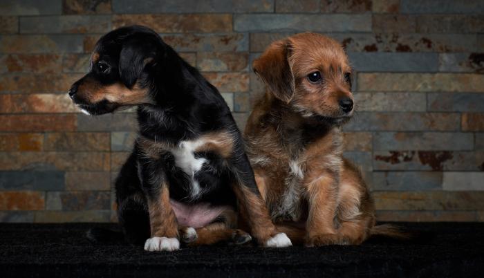 Los animales son seres vulnerables que no pueden protestar ante un evento de maltrato.