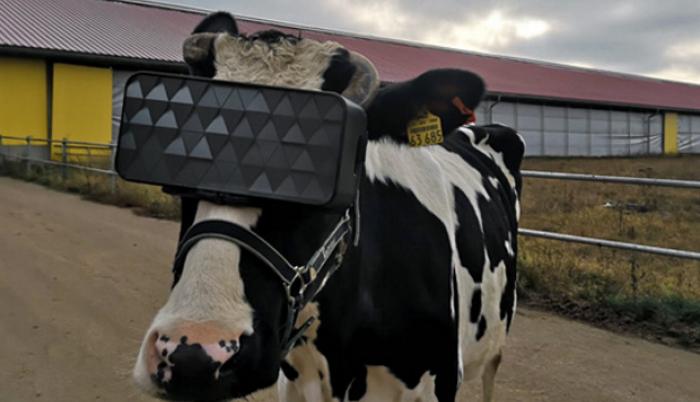 El experimento fue realizado por desarrolladores rusos en donde utilizan unos cascos que medirían la productividad de las vacas lecheras.