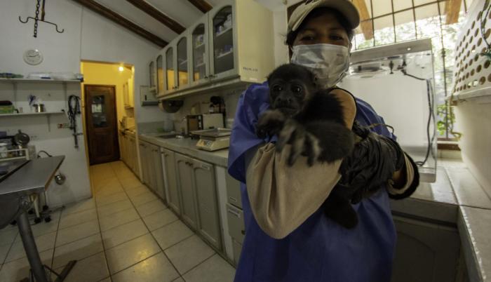 Crianza. La mona aulladora protagonista de esta historia ha sido cuidada y protegida por personal del centro de rescate. Pronto será enviada a otro lugar para que se pueda rehabilitar. El objetivo es que regrese a su hábitat.