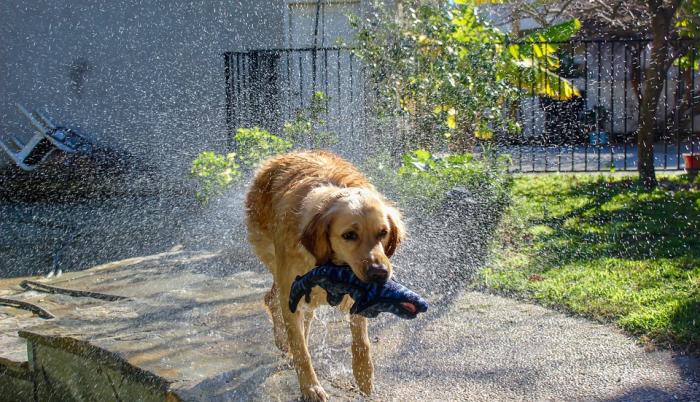 Ben, un perro de terapia del Departamento de policía de Massachusetts, robaba los muñecos donados para jugar con ellos.