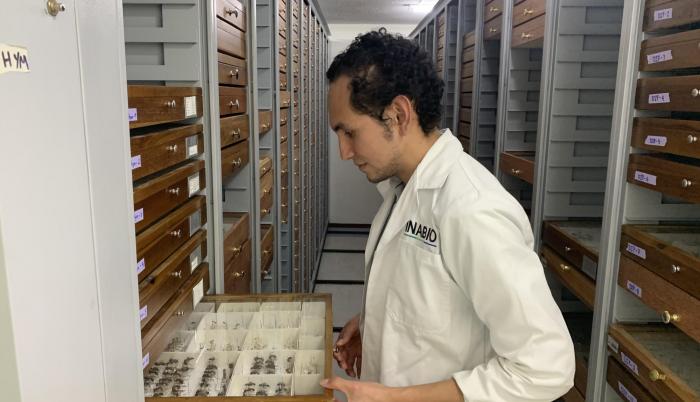 Cuidado. El investigador Alex Pazmiño, en el Instituto Nacional de Biodiversidad, expone las muestras de las hormigas que fueron analizadas.