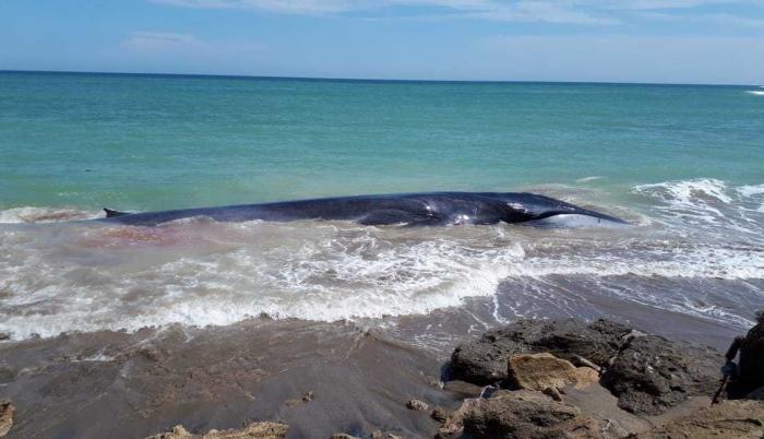 Ballena de 8 metros de longitud se varó en la parroquia Chanduy, Santa Elena.