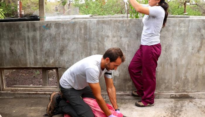 Se trató de una lechuza y un lobo marino que fueron rescatados en malas condiciones de salud. Una tortuga no logró sobrevivir.